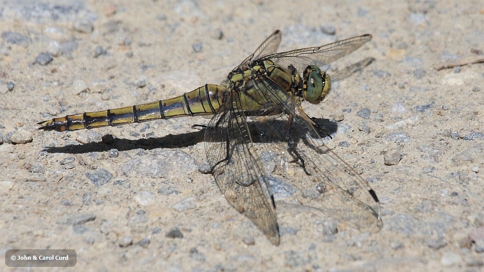 IMG_0537 Orthetrum cancellatum female.JPG